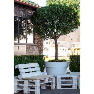 decher_lorbeerbaum-alt-im-gartentopf--palettenmobel