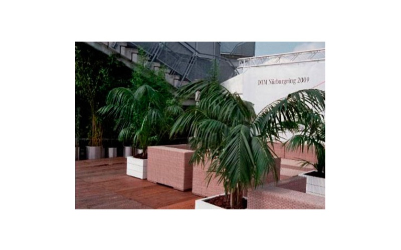 decher_kentie-ausladend-im-kubus-mit-rindermulch