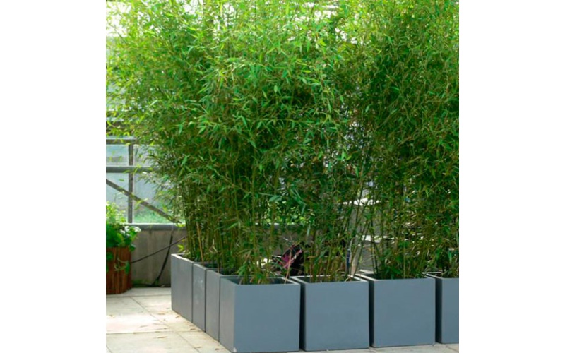 decher_raumteiler-bambus-m-im-grauen-kubus